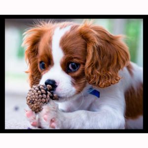 best-apartment-dogs-cavalier-king-charles-spaniel