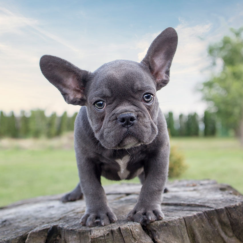 blue-french-bulldog