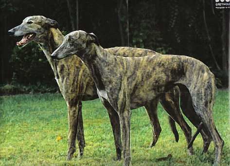 greyhound-brindle-best-dogs-for-apartment-living