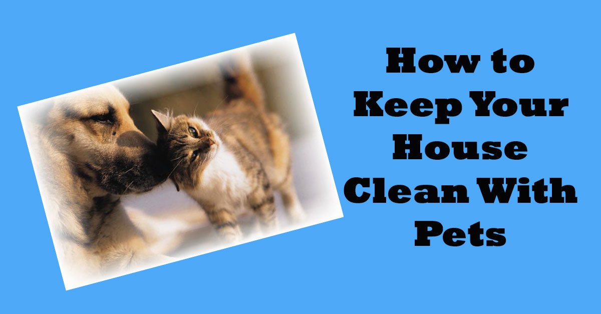 How To Keep Your House Clean With Pets,Best Artificial Christmas Tree 2020 Uk
