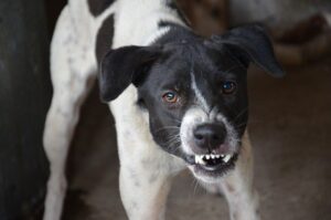 Growling, Snarling Black and White Dog