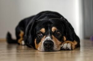 Is your Pet's Behavior Changing? It could be a Sign of Pain.