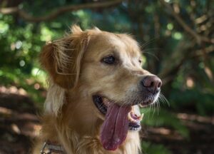 Heavy Panting or Drooling by Your Pet are Signs of Potential Trouble