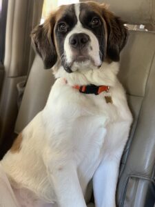 Mountain Bernese Puppy Sitting in Front Seat