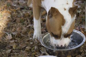 If Your Pet is Drinking An Excessive Amount of Water, Call Your Vet!