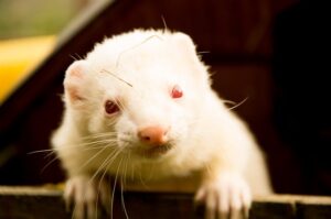 White Ferret