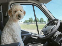 Traveling with Pets? Avoid these 6 Common Mistakes!