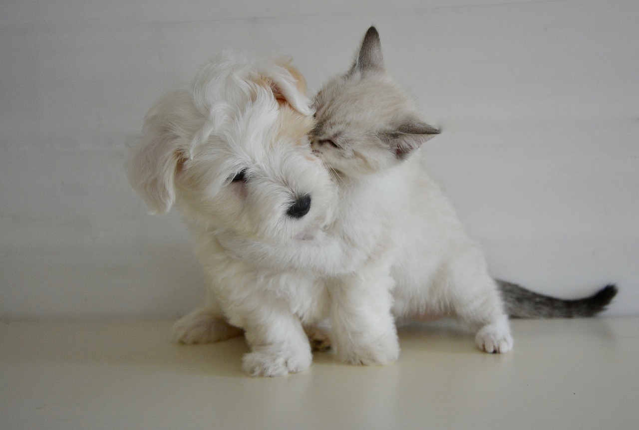 Kitten Playing with Puppy