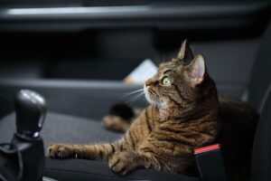 Cat Sitting in the Front Seat of Car