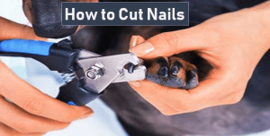 dog nail trimming places