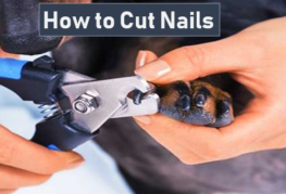 Adequan is best for Dog Nails Cutting-Cut Dog’s Nail at Home