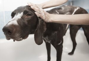 Regular grooming is so important for our pets.