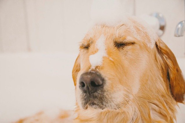 Teach Your Pet to Love Baths!