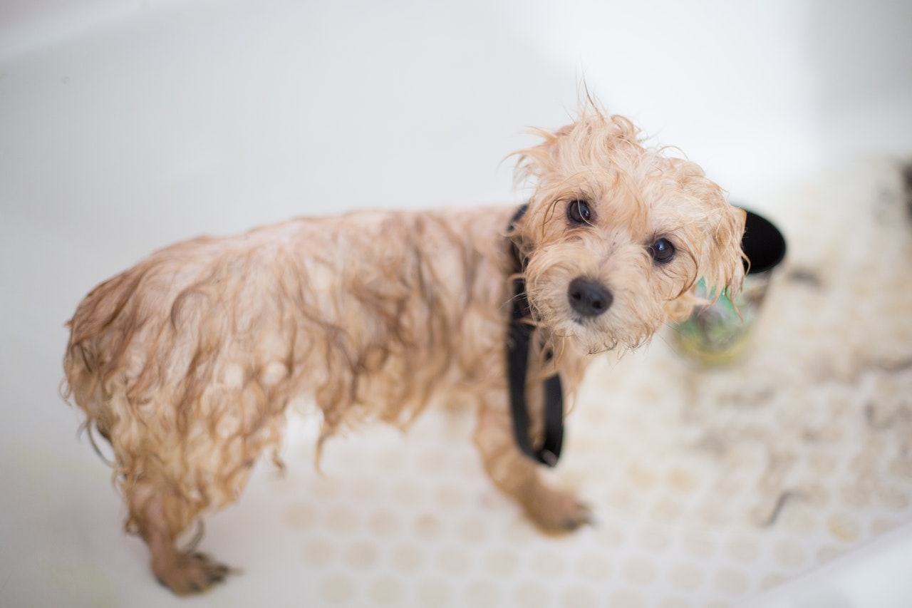 Teach Your Pet to Love Baths!