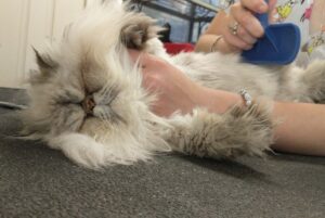 Cat Being Brushed by a Groomer