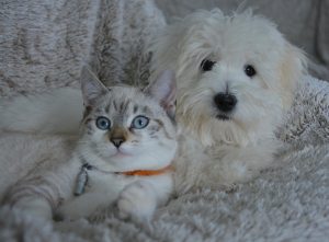 Cat and Dog Cuddled Together