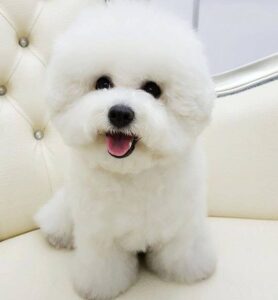 Cute Little White Dog