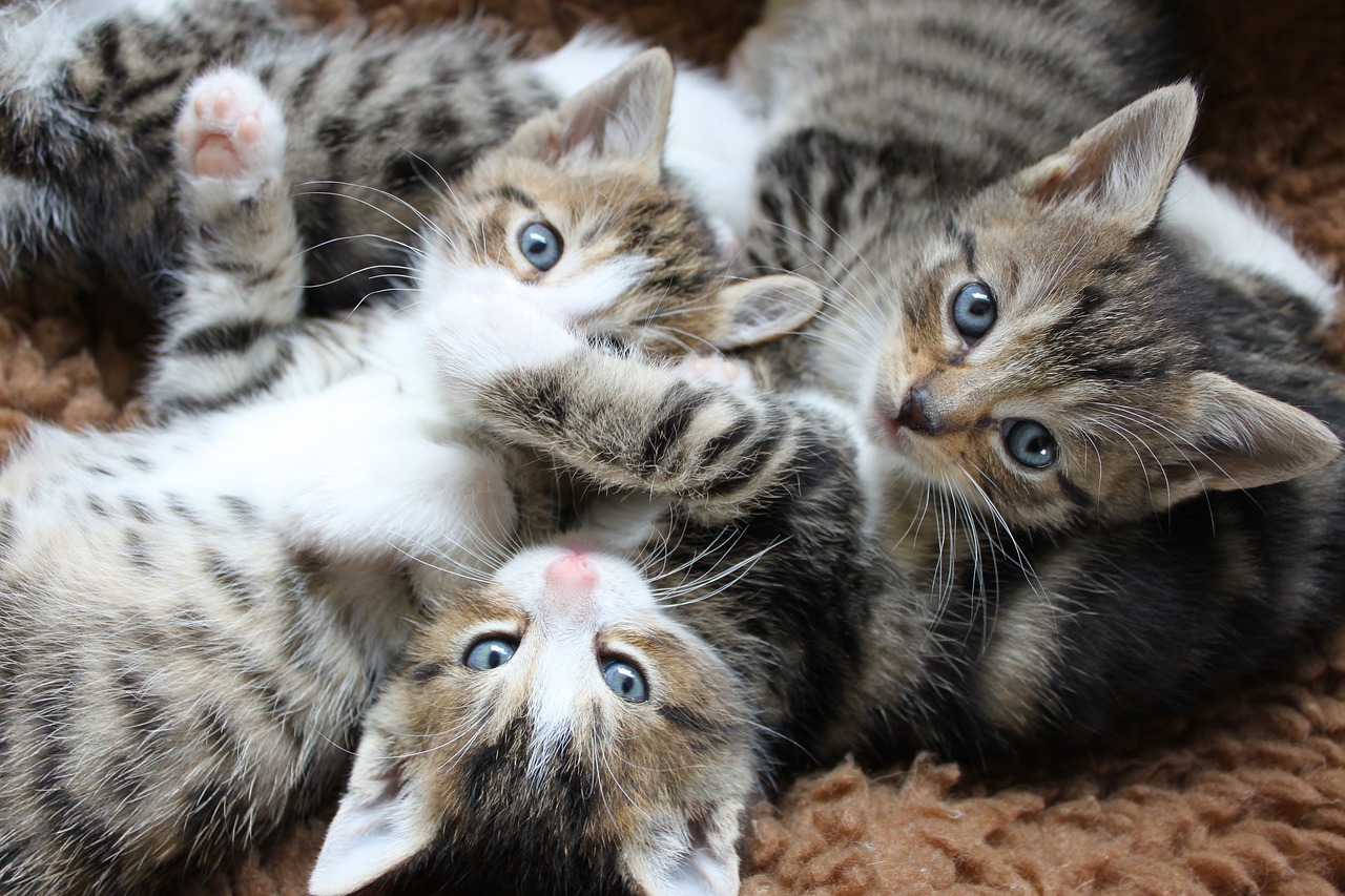 Group of Kittens