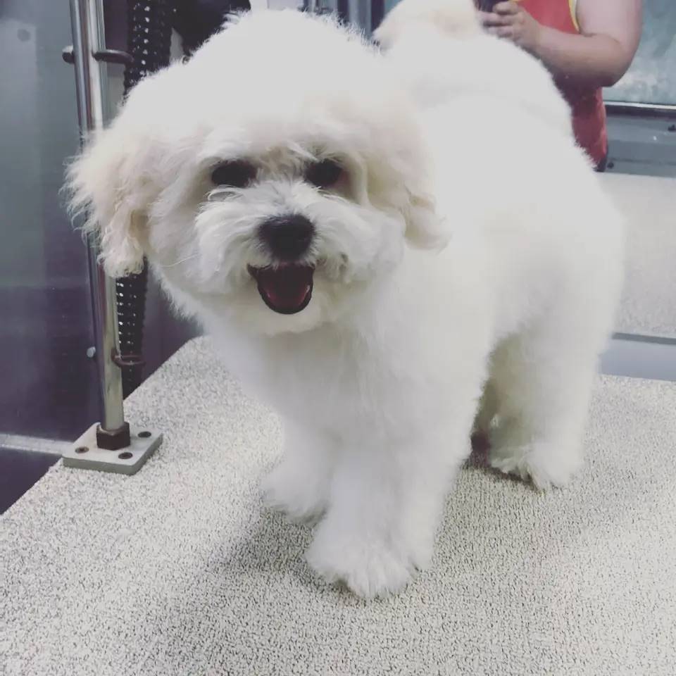 Cute White Dog Being Groomed