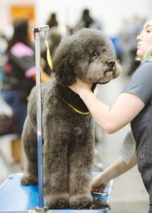 Grey Poodle Getting Groomed