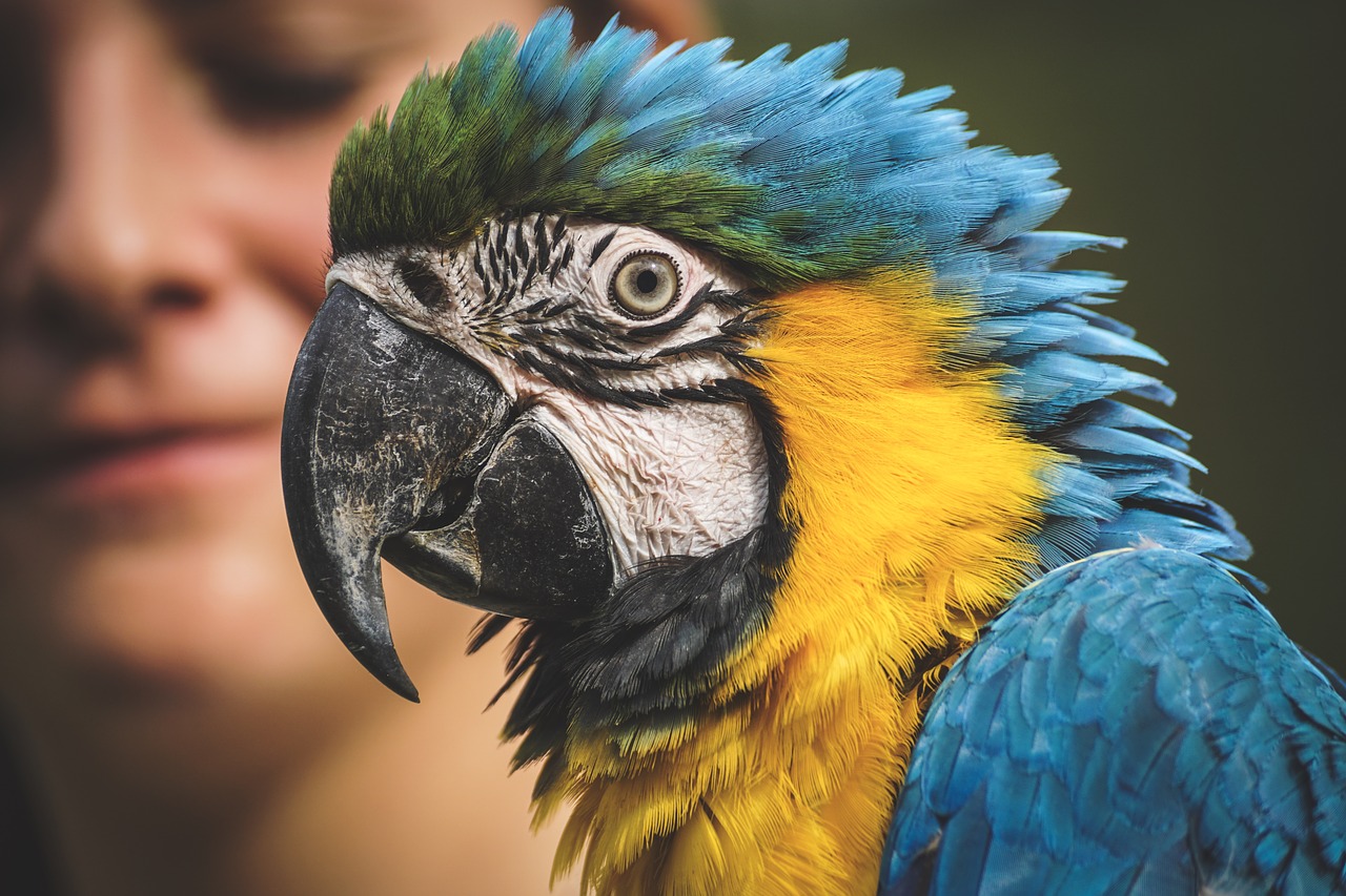 Amazon Parrot with Woman