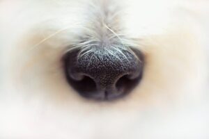 Black dog nose on a white dog