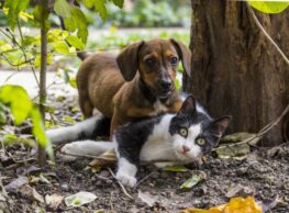 What You Should Know About Your Pet, But May Not!