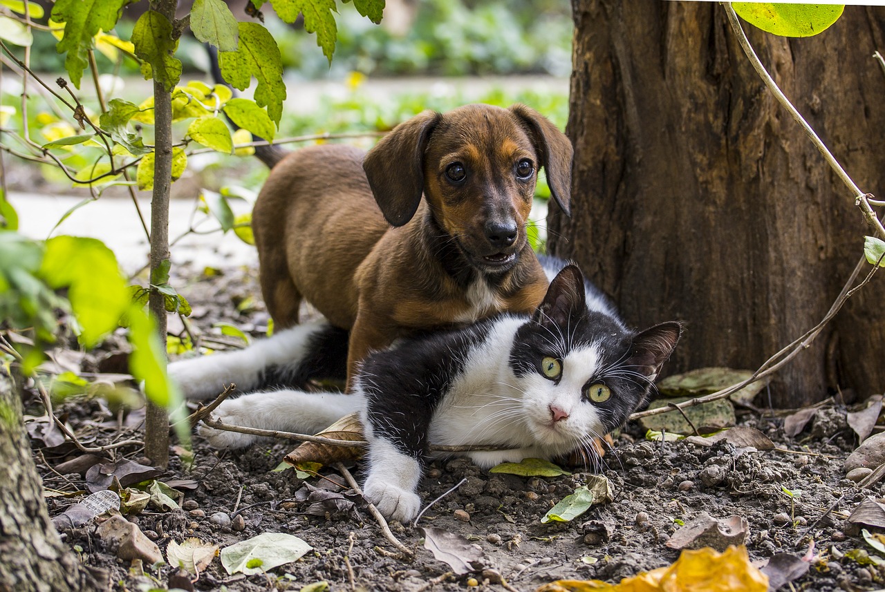 Dog and Cat Playing on Ground