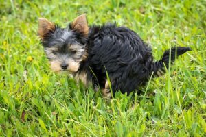 Tiny Black and Brown Dog Pooping on Grass