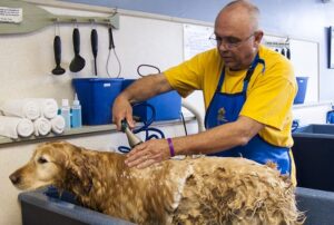 Groomer washing a large Golden Retriever 