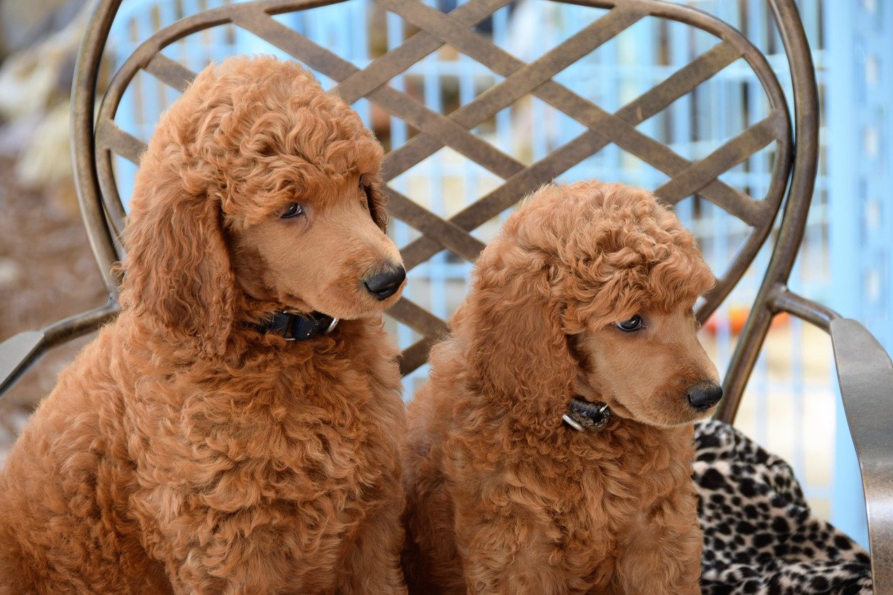 Two Well-Groomed Doodles