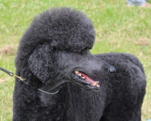 Black Poodle on Grass