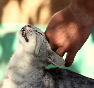 Cat Kneading His Paws