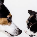 Dog and Cat Facing Off