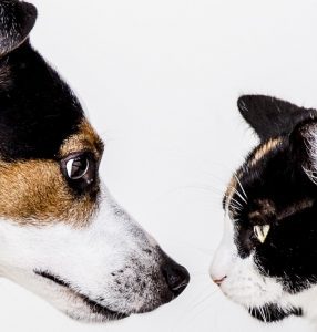 Dog and Cat Facing Off