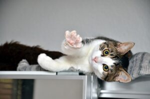 Cat Kneading His Paws