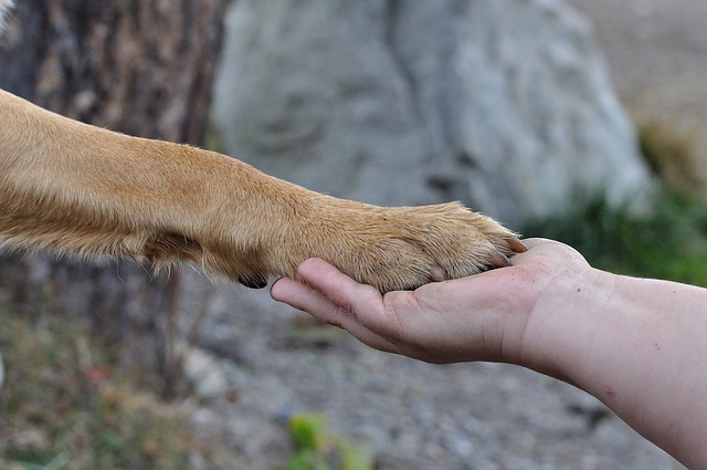 Dogs Have Evolved to Speak to Us