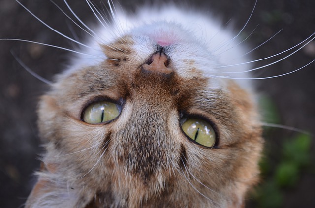 Brown and White Cat Looking Upside Down