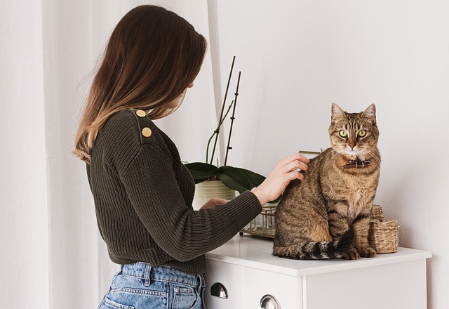 Woman Brushing a Brown Cat