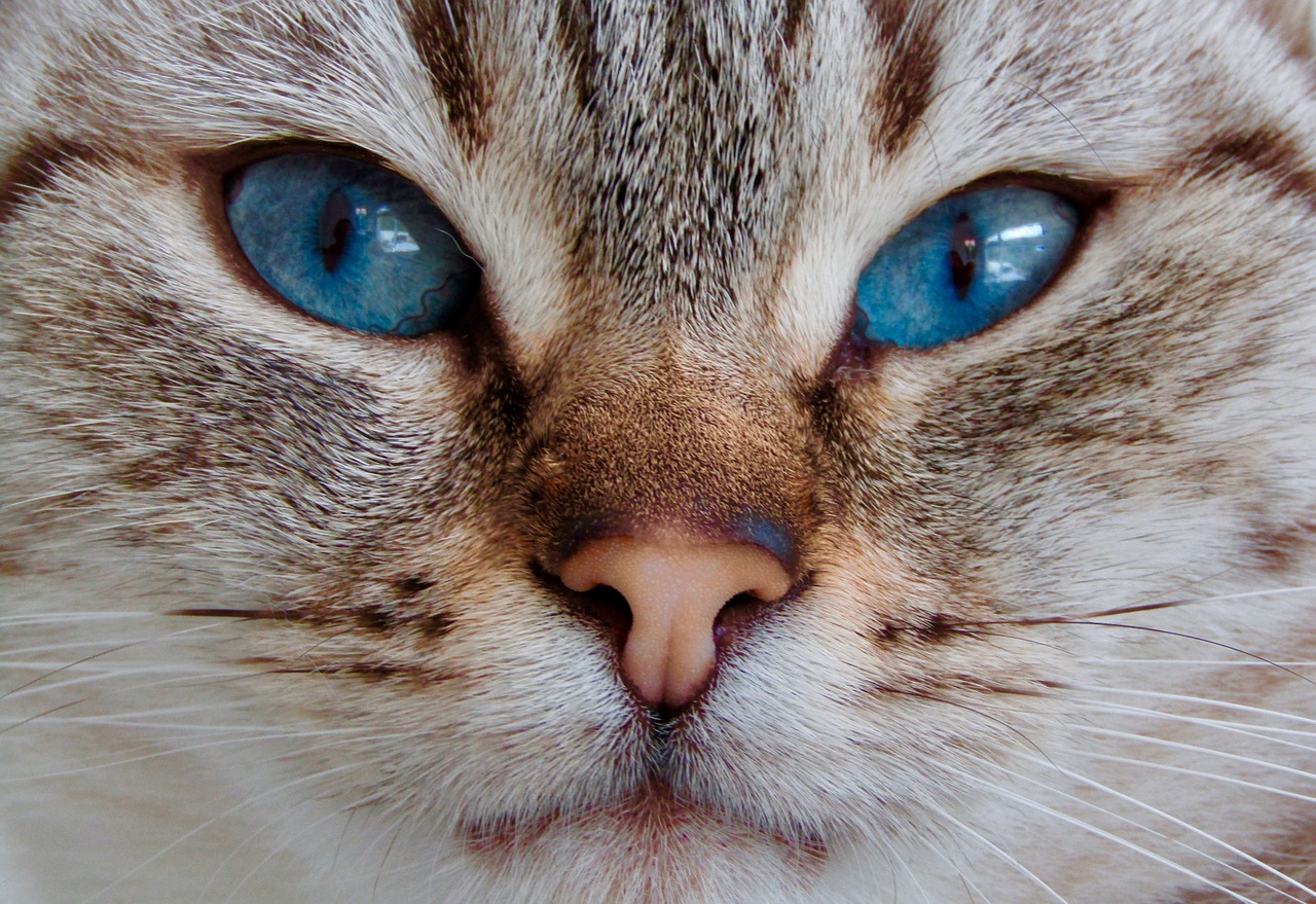 Brown and White Cat with Blue Eyes