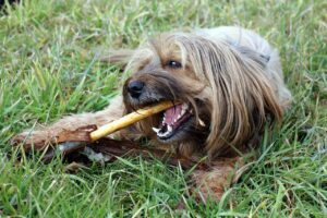 dog with chew stick